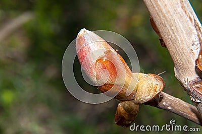 Spring chestnut buds Stock Photo