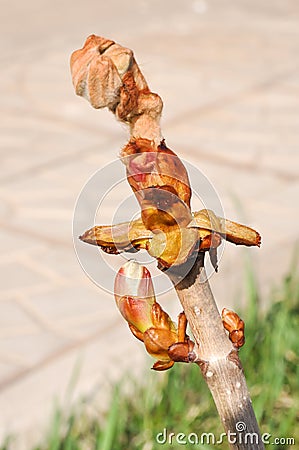 Spring chestnut buds Stock Photo