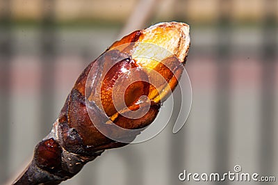 Spring chestnut buds Stock Photo