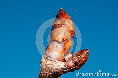 Spring chestnut buds Stock Photo