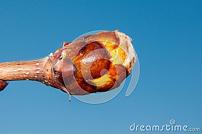 Spring chestnut buds Stock Photo