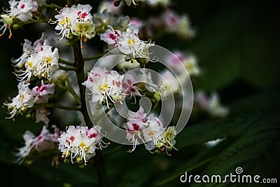 Spring chestnut flowers close up on black background Stock Photo