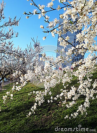 Spring in the city. Blossoming tree branches on the background of urban high-rise buildings, bedroom area. Harmony Stock Photo