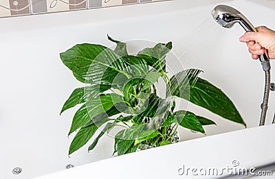 Spring cleaning of houseplants, washing off dust from houseplant leaves with shower in bath in home bathroom. Stock Photo