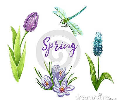 Spring clip art set with purple tulip, muscari, crocus and dragonfly Cartoon Illustration