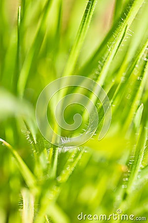 Spring close up of colorful green grass and flowers in sunlight outdoors Stock Photo