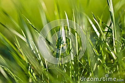Spring close up of colorful green grass in sunlight outdoors Stock Photo