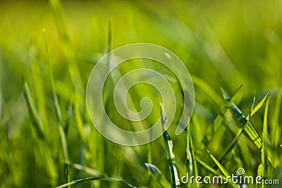 Spring close up of colorful green grass in sunlight outdoors Stock Photo