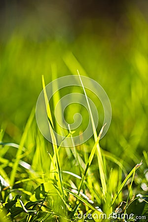 Spring close up of colorful green grass in sunlight outdoors Stock Photo