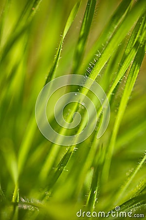 Spring close up of colorful green meadow in sunlight outdoors Stock Photo