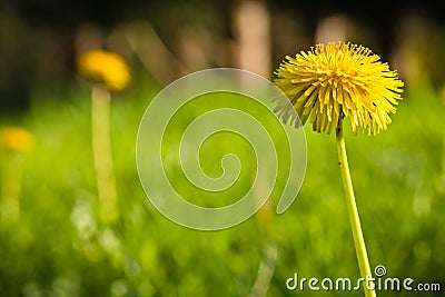 Spring close up of green grass meadow pasture with blooming yellow dandelions Stock Photo