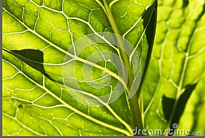 Spring close up of macro green leaf venation in sunlight Stock Photo