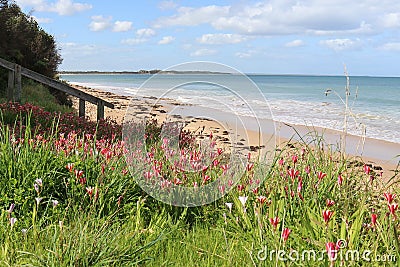 Coastal flora on the foreshore of an Australian beach Stock Photo