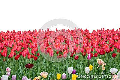 Spring coloful tulip bulb flower field isolated Stock Photo