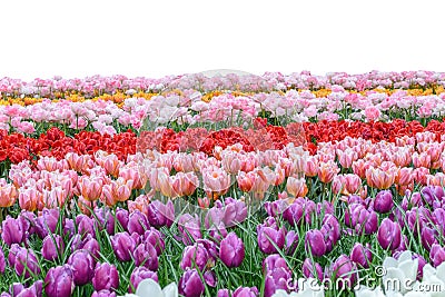 Spring coloful tulip bulb flower field isolated Stock Photo