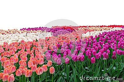 Spring coloful tulip bulb flower field isolated Stock Photo
