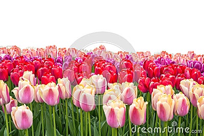 Spring coloful tulip bulb flower field isolated Stock Photo