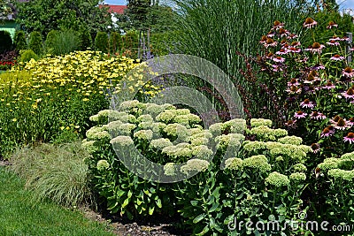 Spring garden with many different species of plants Stock Photo