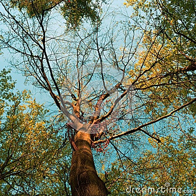 Spring through a colorful Tree Stock Photo