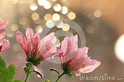 Spring colors with bokeh and drops, abstract early flowers on bokeh background at sunrise Stock Photo