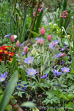 Spring colourful border with spring flowers ornamental garden Stock Photo