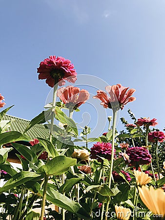 Spring colourful flowers in the garden. Stock Photo