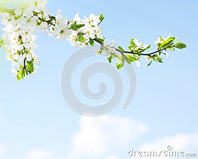 Spring come back! Stock Photo