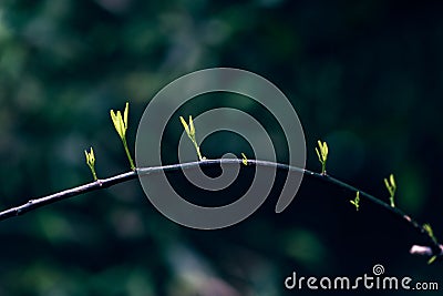 Ficus virens Ait. var. sublanceolata Miq. Corner Stock Photo