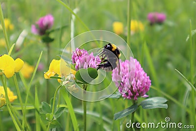 Spring is coming, close-up of a bumblebee intent on sucking nectar from a flower Stock Photo