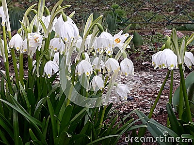 Spring coming Stock Photo