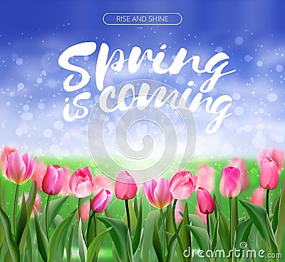 Spring is coming lettering on glade of pink tulips background. Spring bright nature illustration. Vector EPS10. Vector Illustration