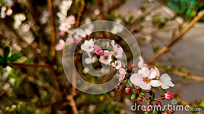 Spring is coming soon Stock Photo