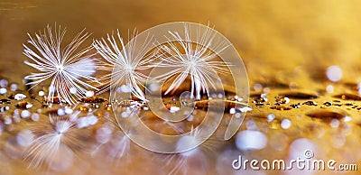 Golden spring banner of dandelion white flowers Stock Photo