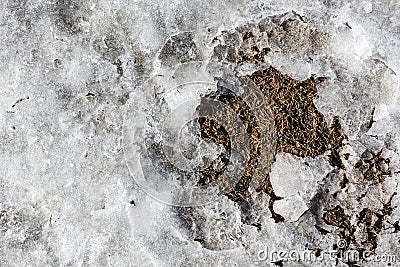 Spring concept. Snow is melting. Earth and dry grass are visible between the snow Stock Photo