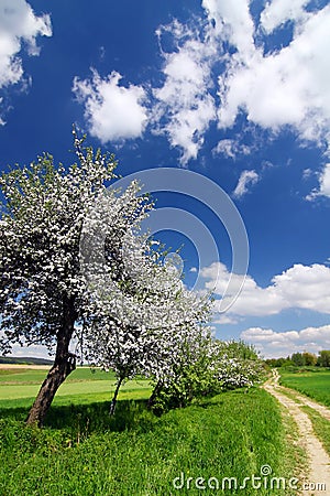 Spring countryside with blooming trees Stock Photo