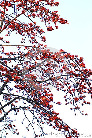 spring Crimson kapok flowers Stock Photo