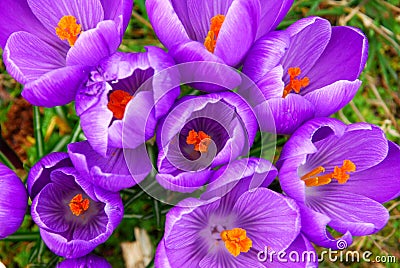 Spring crocus Stock Photo