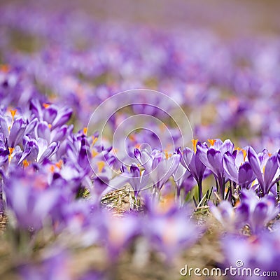 Spring crocuses Stock Photo