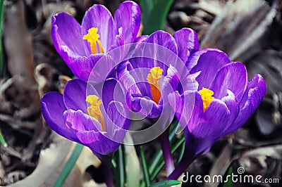 Spring Crocuses Stock Photo