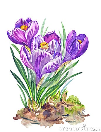 Spring crocuses flowers, watercolor on a white background, isolated Cartoon Illustration