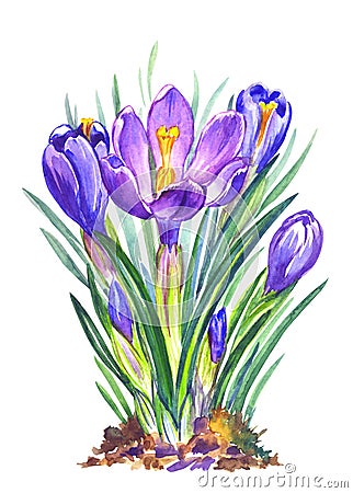 Spring crocuses flowers, watercolor on a white background, isolated Cartoon Illustration