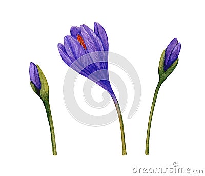 Spring crocuses Stock Photo