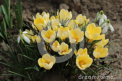 Spring Crocuses and Snowdrops Stock Photo