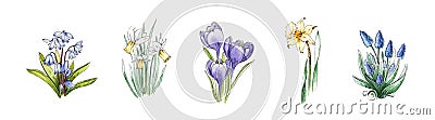 Spring daffodil, crocus, muscari, bluebell flower watercolor image set. Hand drawn collection of beautiful fresh season flowers. B Stock Photo