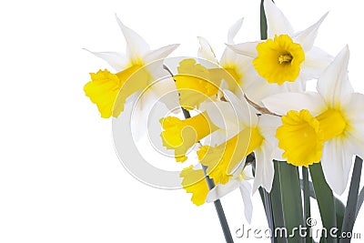 Spring daffodil flowers isolated over white Stock Photo