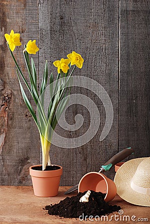 Spring daffodil gardening Stock Photo