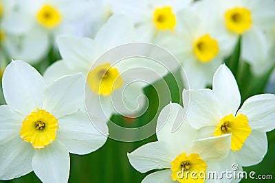 Spring daffodils Stock Photo