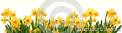 Spring daffodils border Stock Photo