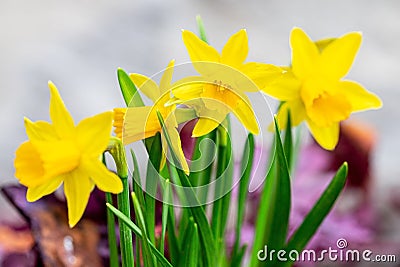 Spring daffodils on the flower bed Stock Photo