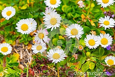 Spring daisies on the grass Stock Photo